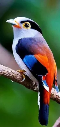Dress up your phone with this stunning live wallpaper featuring a colorful bird perched on a tree branch