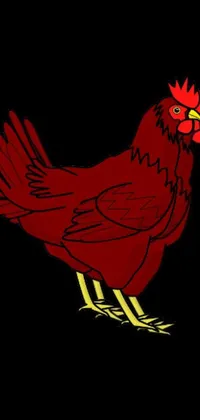This live wallpaper features a vibrant red chicken against a black background