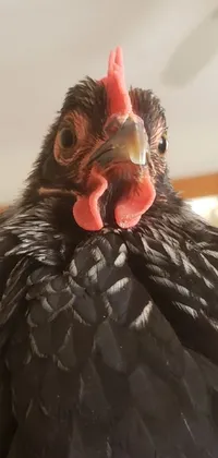 Looking for a captivating wallpaper for your phone that's sure to make a statement? Check out this close-up portrait of a female black chicken