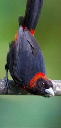 This mobile live wallpaper depicts a magnificent black and red bird sitting on a branch