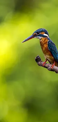 This gorgeous phone live wallpaper showcases a beautiful, small bird perched on a tree branch with wet feathers, set against a stunning bokeh background