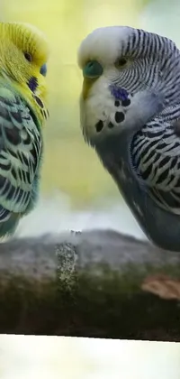 This live wallpaper depicts a stunning photo of two birds perched on a tree branch