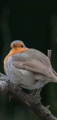 This phone live wallpaper showcases a delightful image of a small bird sitting on a tree branch
