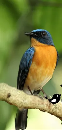 This phone live wallpaper depicts a stunning scene showcasing a small blue and orange bird perched on a textured branch in a lush green setting, giving a sense of depth and natural beauty