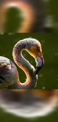 Bird Beak Flamingo Live Wallpaper