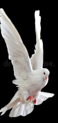 Bird Beak Gesture Live Wallpaper