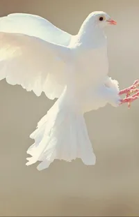 Bird Beak Gesture Live Wallpaper