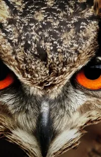 Bird Beak Great Horned Owl Live Wallpaper