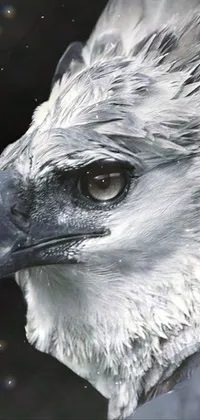 Bird Beak Grey Live Wallpaper