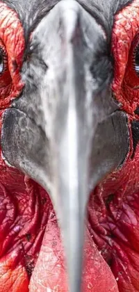 This live wallpaper features a close-up of a red and black bird's face in stunning photorealism