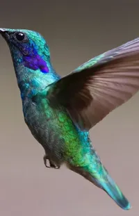 Bird Beak Hummingbird Live Wallpaper