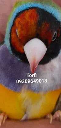 Bird Beak Iris Live Wallpaper
