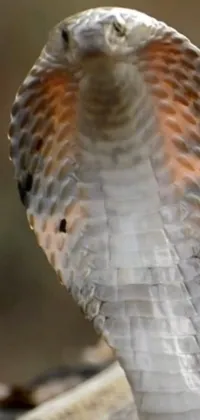 Bird Beak King Cobra Live Wallpaper