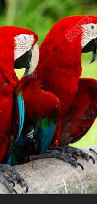This stunning phone live wallpaper showcases two colorful parrots perched on a branch, set against a lush green forest and bright blue sky