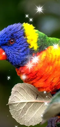 Bird Beak Macaw Live Wallpaper