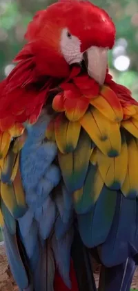 Add a touch of nature to your phone's home or lock screen with this colorful parrot live wallpaper design