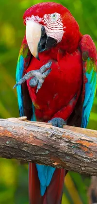 Bird Beak Macaw Live Wallpaper