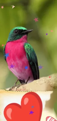 Bird Beak Organism Live Wallpaper