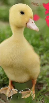 Decorate your phone screen with this delightful live wallpaper depicting a cute yellow duck standing on green grass surrounded by vibrant flowers