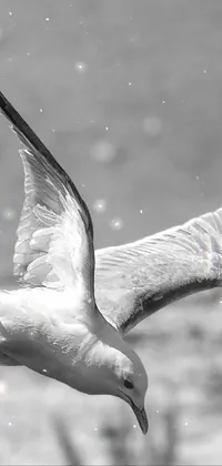 This captivating phone live wallpaper features a stunning black and white photograph of a seagull in full flight, frozen in an elegant arabesque pose