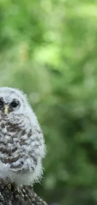 This realistic live wallpaper features a small gray owl perched on a tree branch, surrounded by playful baby animals running around the trunk