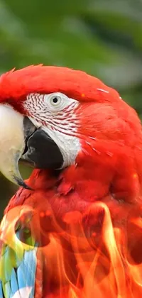 Bird Beak Parrot Live Wallpaper