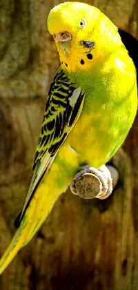 This phone live wallpaper features a stunning portrait of a yellow and green parakeet sitting on a tree branch