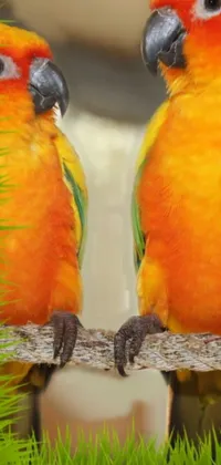 Bird Beak Parrot Live Wallpaper