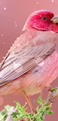 Bird Beak Pink Live Wallpaper