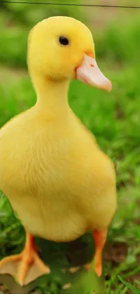 This live phone wallpaper features an adorable yellow duck standing atop a lush green field