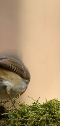 Bird Beak Plant Live Wallpaper