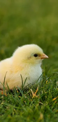 This stunning phone live wallpaper features a beautiful and serene setting with a cute little chicken resting on top of a vibrant and lush green field