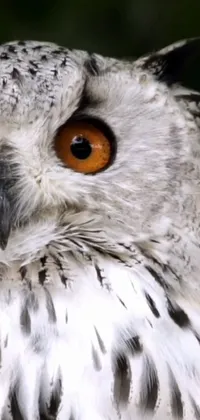 Bird Beak Screech Owl Live Wallpaper