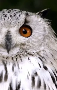 Bird Beak Screech Owl Live Wallpaper