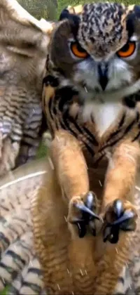 This stunning live wallpaper features a highly realistic close-up of an owl perched on a plate