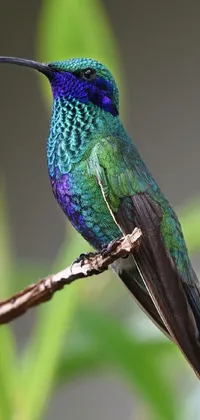 This live wallpaper for mobile devices features a delightful and colorful bird perched on a twig against a background of green and purple hues