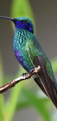 Bird Beak Terrestrial Animal Live Wallpaper