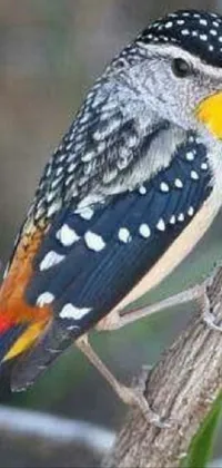 Bird Beak Terrestrial Animal Live Wallpaper