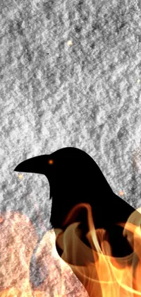 Bird Beak Tints And Shades Live Wallpaper