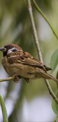 The phone live wallpaper showcases a small brown bird perched on a leafy tree branch, featuring an up-close and personal view that captures its delicate details and features