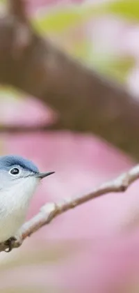 Admire the beauty of nature with this phone live wallpaper featuring a small bird resting on a tree branch