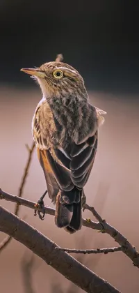 This live phone wallpaper features a small bird sitting on a tree branch against the backdrop of dawn, captured in Kodra's cinematic morning light