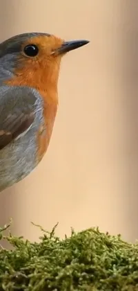 Bird Beak Twig Live Wallpaper