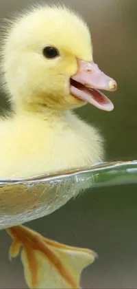 This lively phone live wallpaper features a cheerful duck dressed in a vibrant harlequin costume