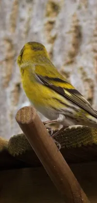 Looking for a cheerful live wallpaper for your phone? Look no further than this delightful scene featuring a small yellow bird perched on a wooden stick