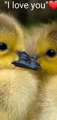 This romantic phone live wallpaper features an image of two cute ducks sitting next to each other