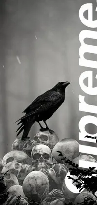 Bird Black Black-and-white Live Wallpaper