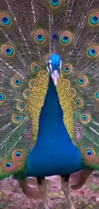 "Enhance your phone's screensaver with a mesmerizing live wallpaper showcasing a beautiful peacock standing atop a vibrant green field