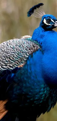 This phone live wallpaper features a beautiful blue peacock perched on a wooden post, showcasing its vibrant blue and green feathers
