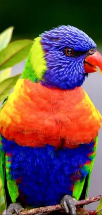 This phone wallpaper showcases a colorful bird sitting atop a tree branch with a tropical backdrop